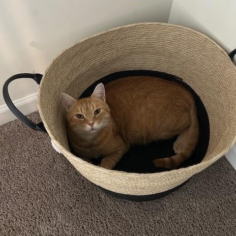 Biscuit, adopted, Adult Male American Shorthair.