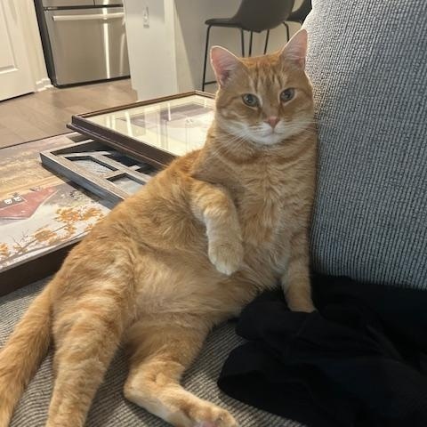 Enlarge Biscuit, an adopted American Shorthair in Charlotte, NC image 3/3