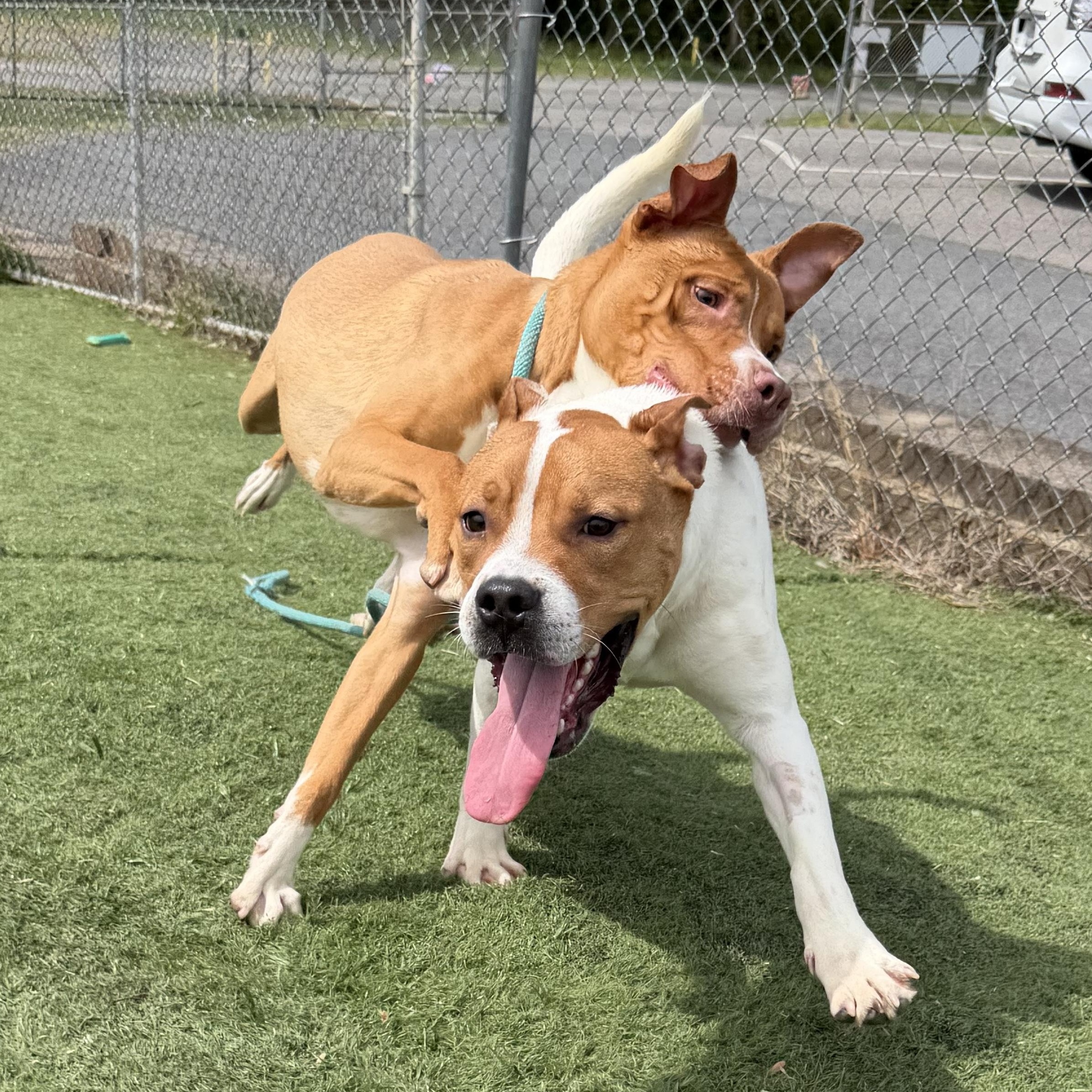 Enlarge Nerm, a ADOPTABLE mixed breed in Albemarle, NC image 2/3