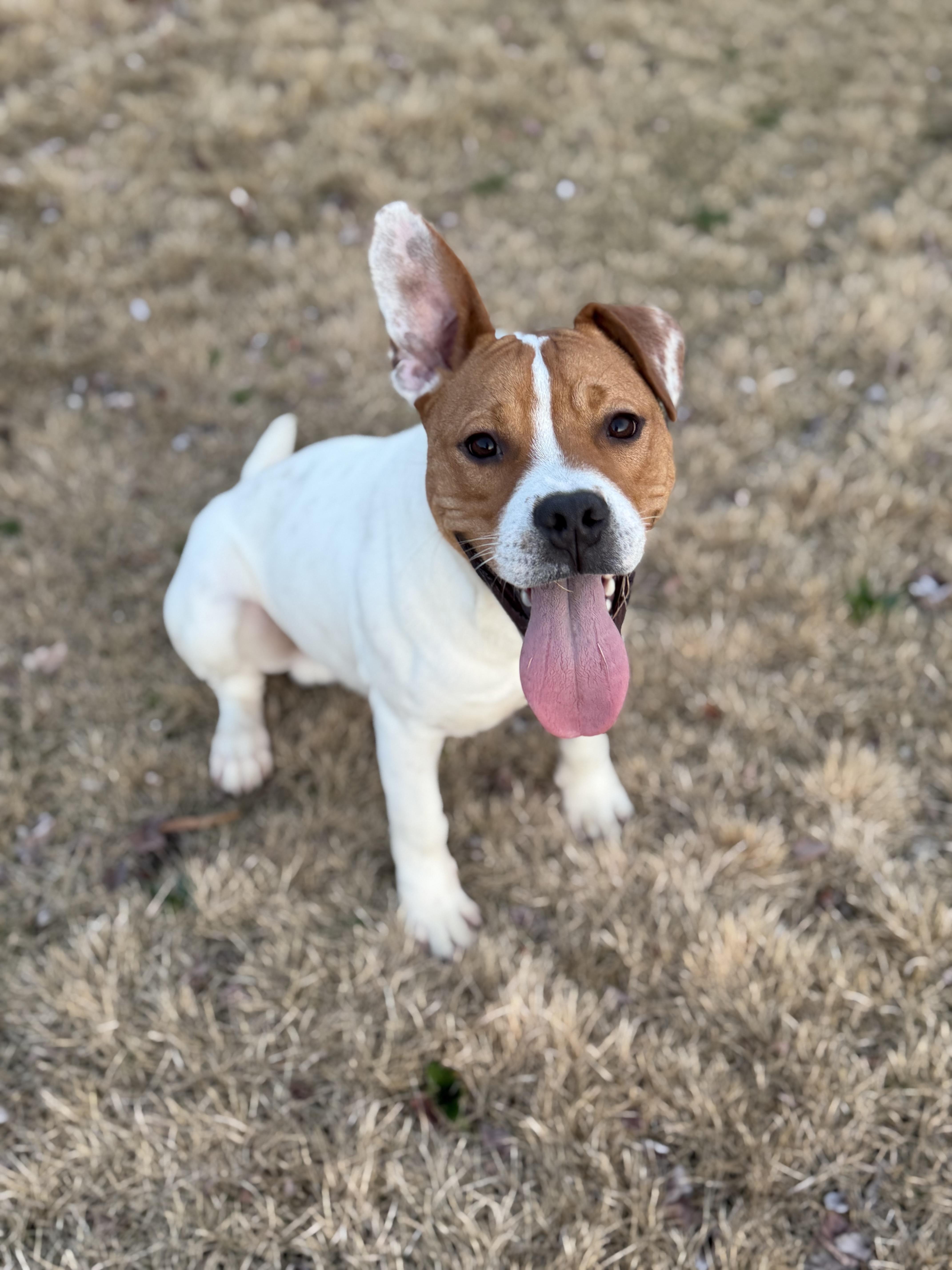 Enlarge Nerm, a ADOPTABLE mixed breed in Albemarle, NC image 1/3