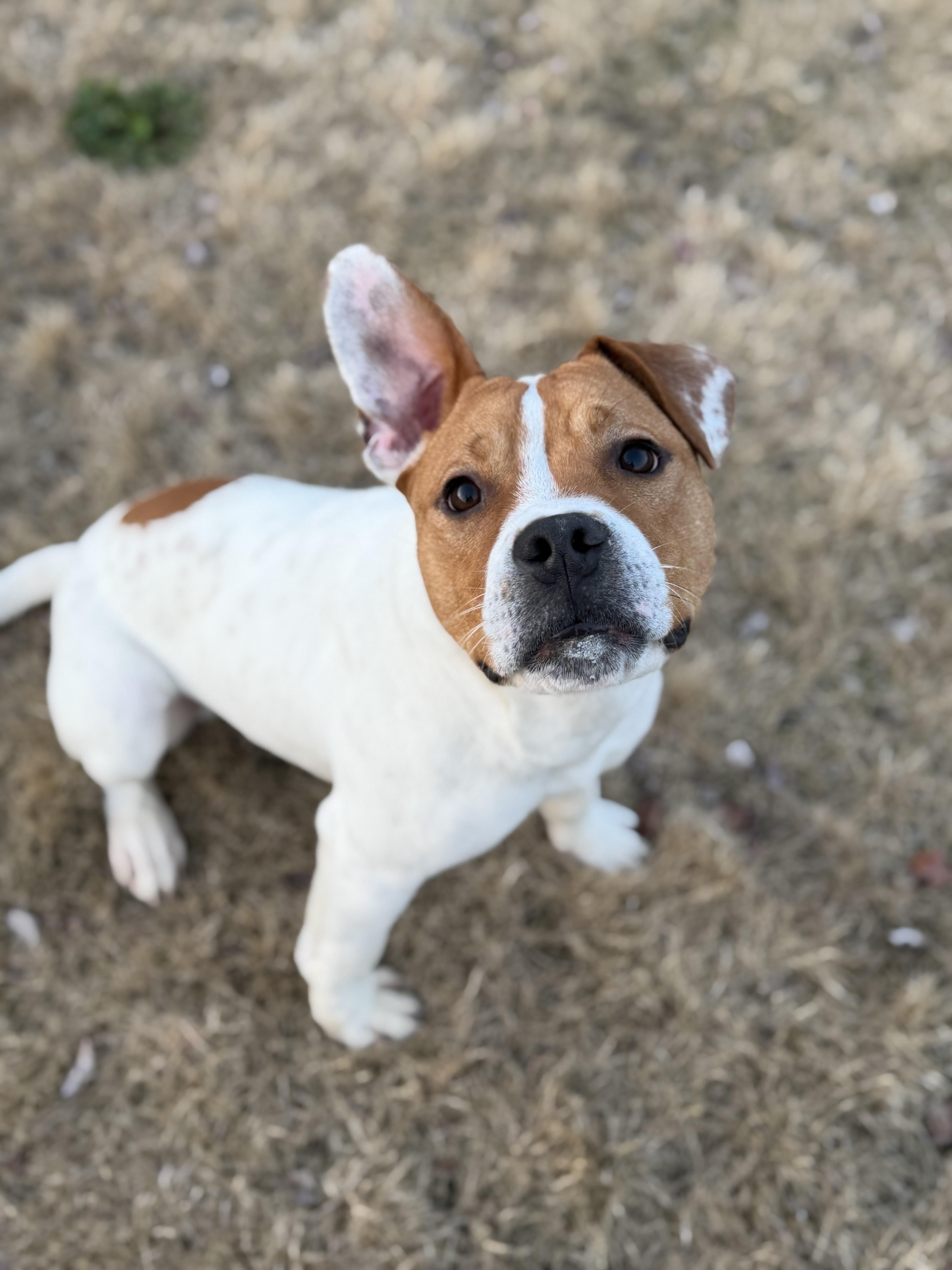 Enlarge Nerm, a ADOPTABLE mixed breed in Albemarle, NC image 3/3