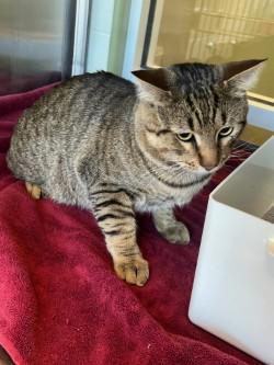 Enlarge Kitty, a ADOPTABLE Domestic Short Hair in Murphy, TX image 1/1