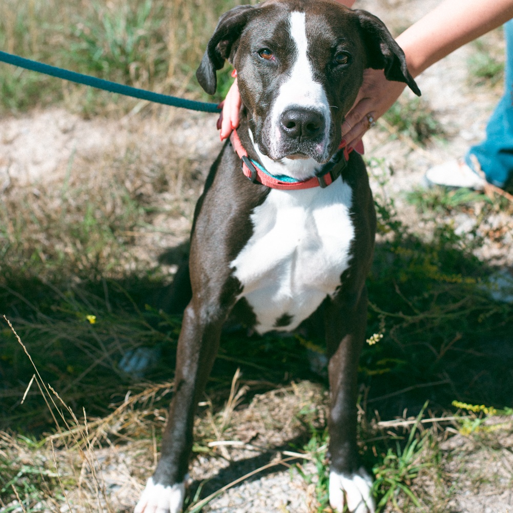 Olive photo 1