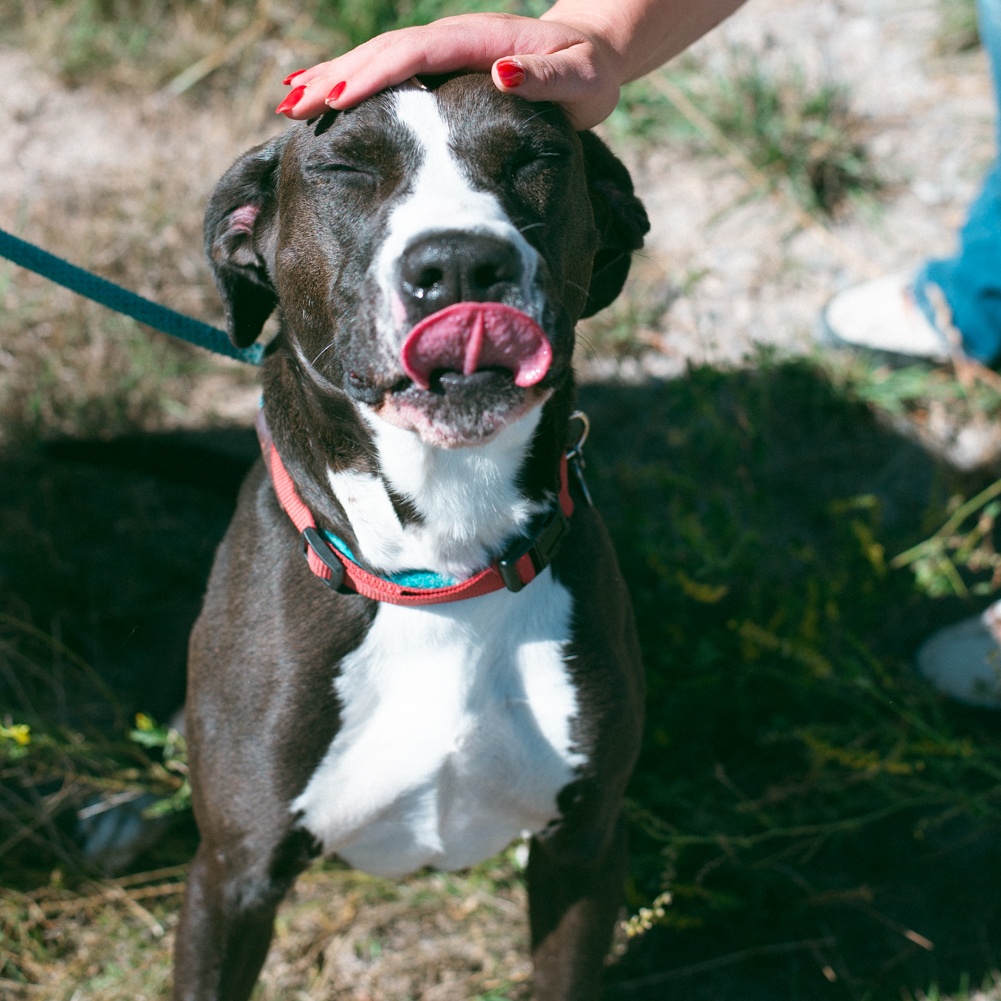 Olive photo 4