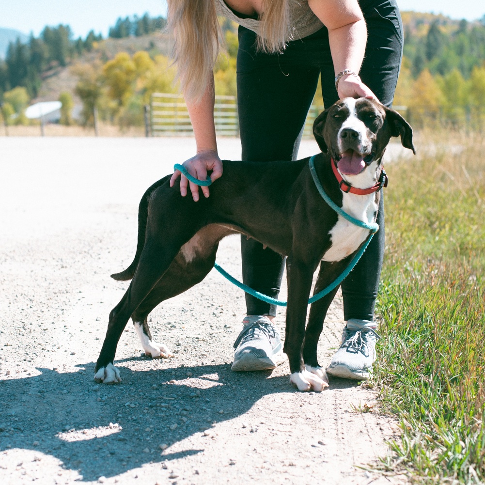 Olive photo 3