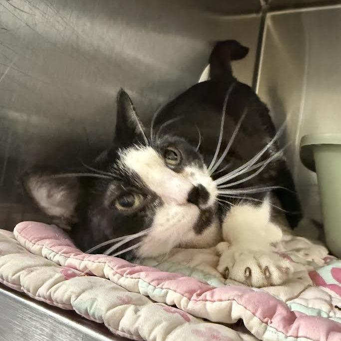 Nimbus, Adoptable, Adult Female Domestic Short Hair.