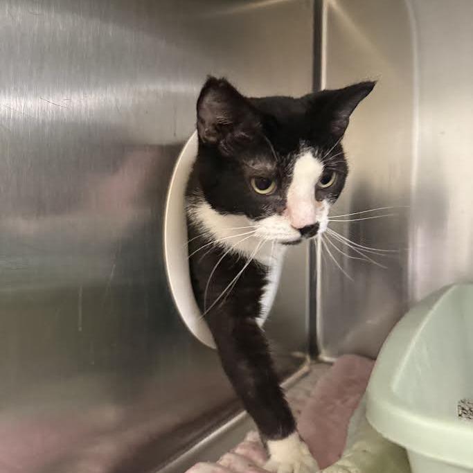 Nimbus, a Adoptable Domestic Short Hair in Saint Cloud, MN image 2/6