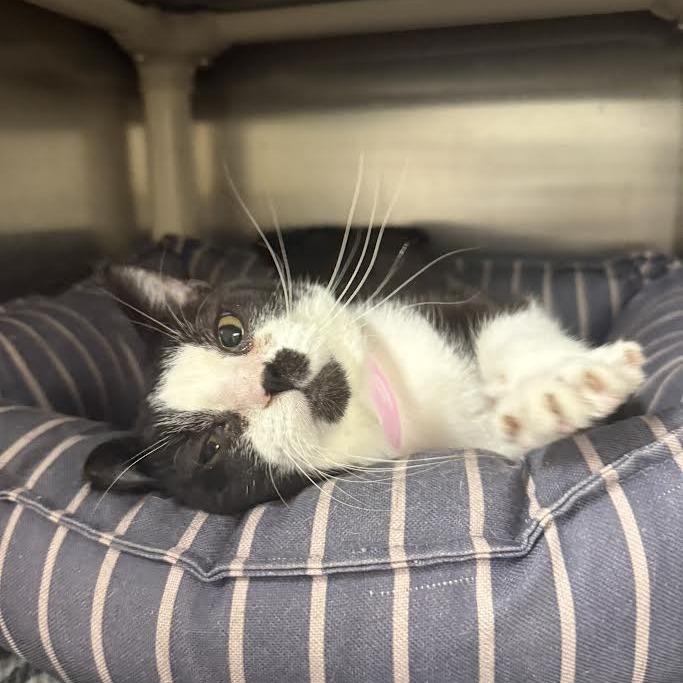 Nimbus, a Adoptable Domestic Short Hair in Saint Cloud, MN image 3/6
