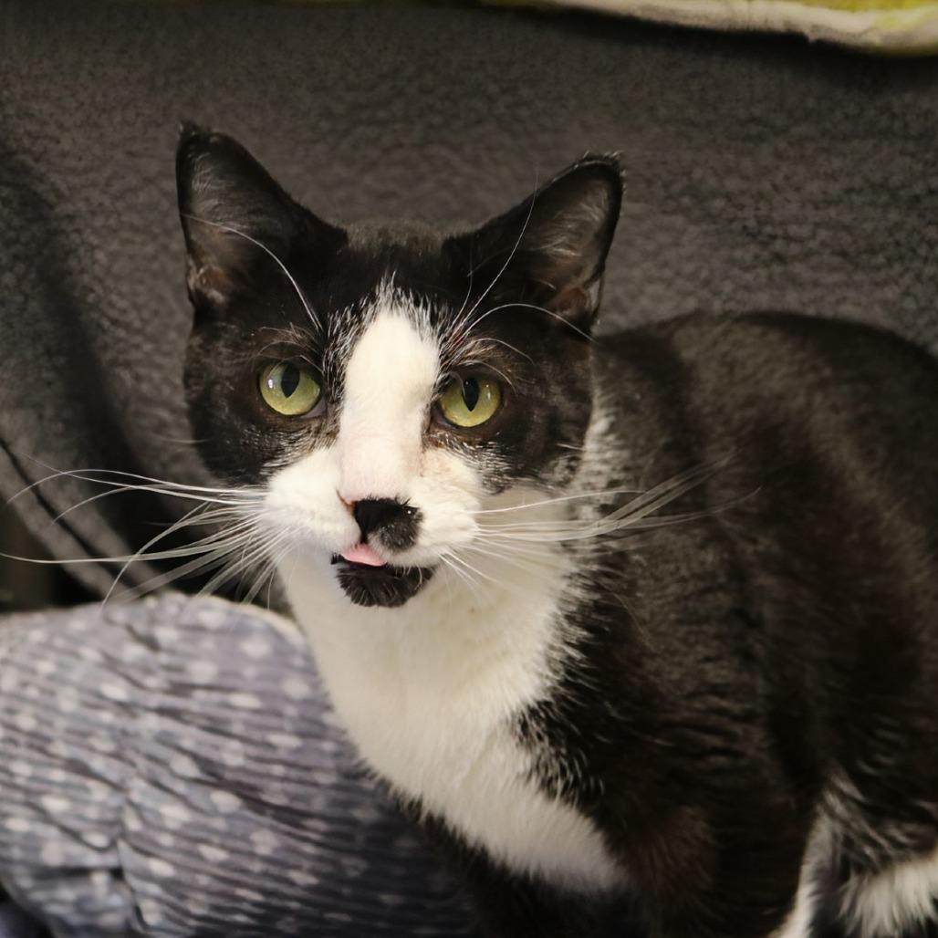 Nimbus, a Adoptable Domestic Short Hair in Saint Cloud, MN image 4/6