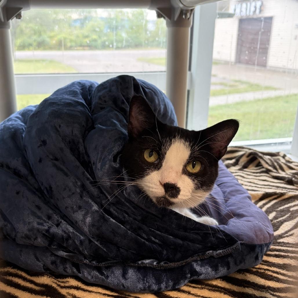 Enlarge Nimbus, a Adoptable Domestic Short Hair in Saint Cloud, MN image 4/6