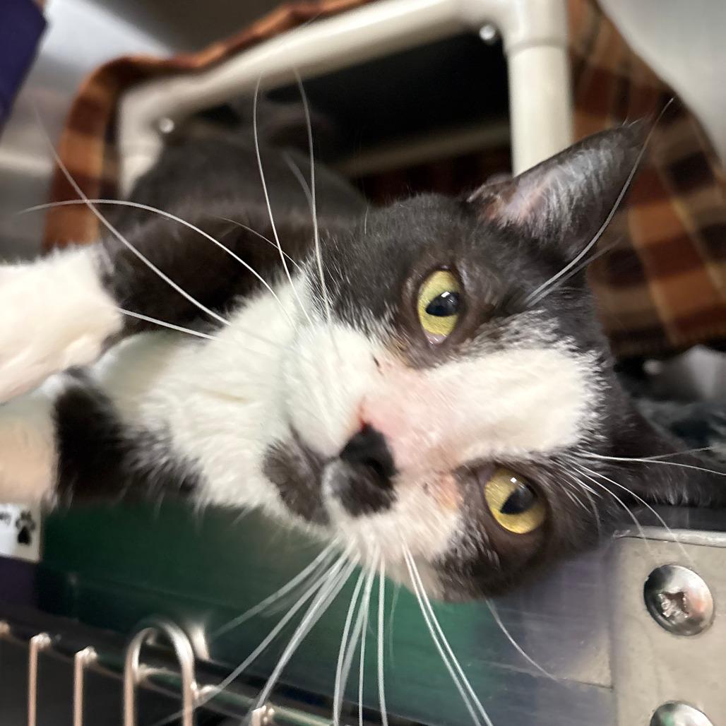 Nimbus, a Adoptable Domestic Short Hair in Saint Cloud, MN image 5/6