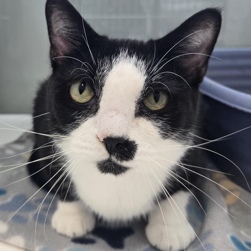 Enlarge Nimbus, a Adoptable Domestic Short Hair in Saint Cloud, MN image 6/6