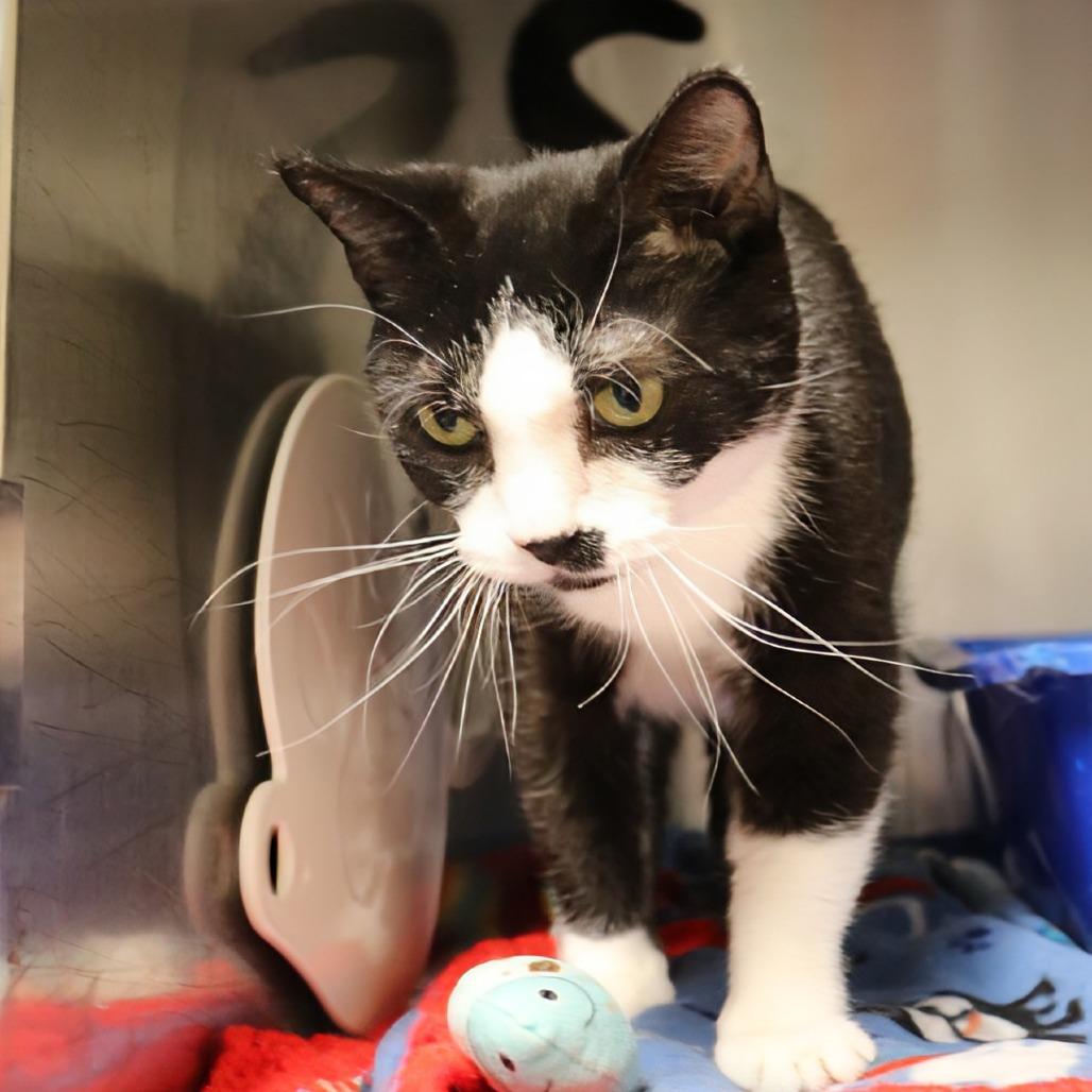 Nimbus, a Adoptable Domestic Short Hair in Saint Cloud, MN image 6/6
