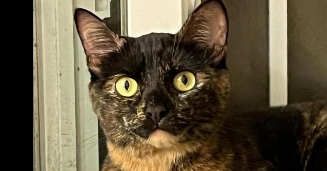 Shyla, Adoptable, Adult Female Domestic Short Hair & Domestic Short Hair.