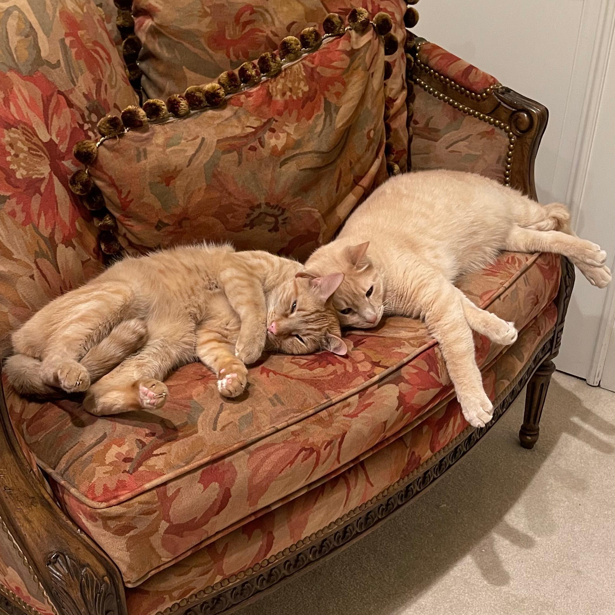 Enlarge Sunny and Jimmy, a ADOPTABLE Tabby in Albuquerque, NM image 1/1