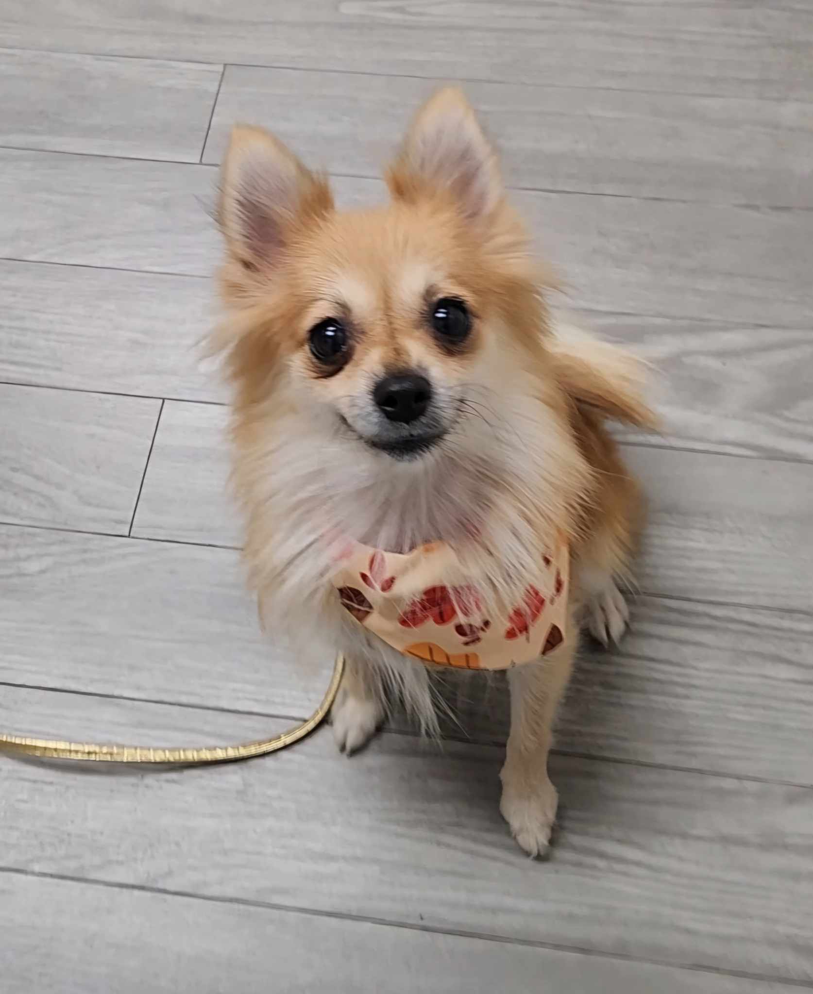 Pippa, Adopted, Adult Female Pomeranian.