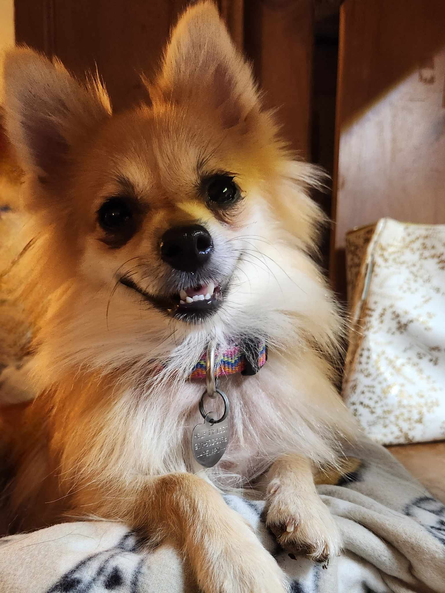 Pippa, a Adopted Pomeranian in Bartlett, TN image 2/5