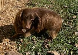 Enlarge Chewy in NC, a Adoptable Dachshund in Benson, NC image 2/5
