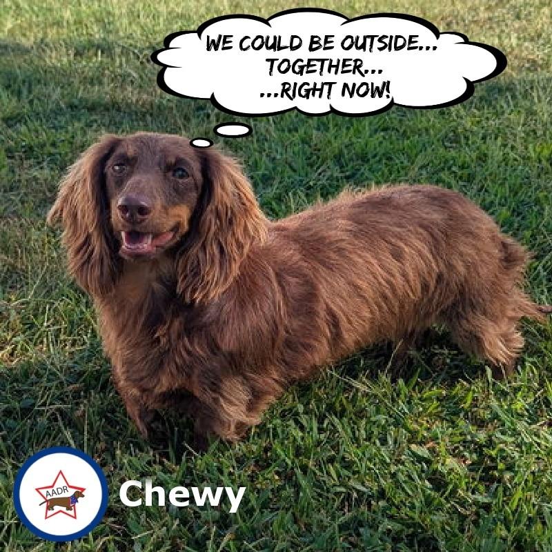 Chewy in NC, Adoptable, Young Female Dachshund.