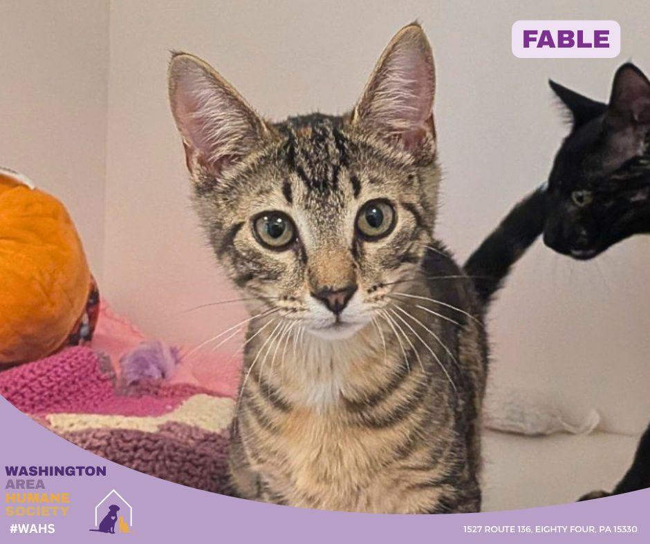 Enlarge Fable, an adopted mixed breed in Eighty Four, PA image 1/1