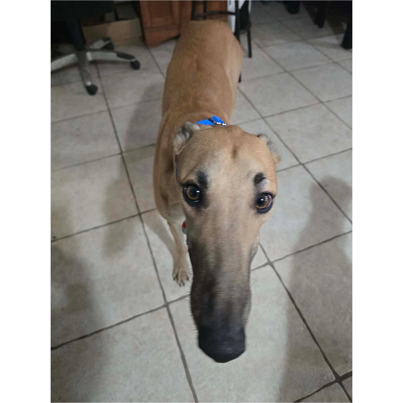 FF Id Hit That (Smash), Adopted, Young Male Greyhound.
