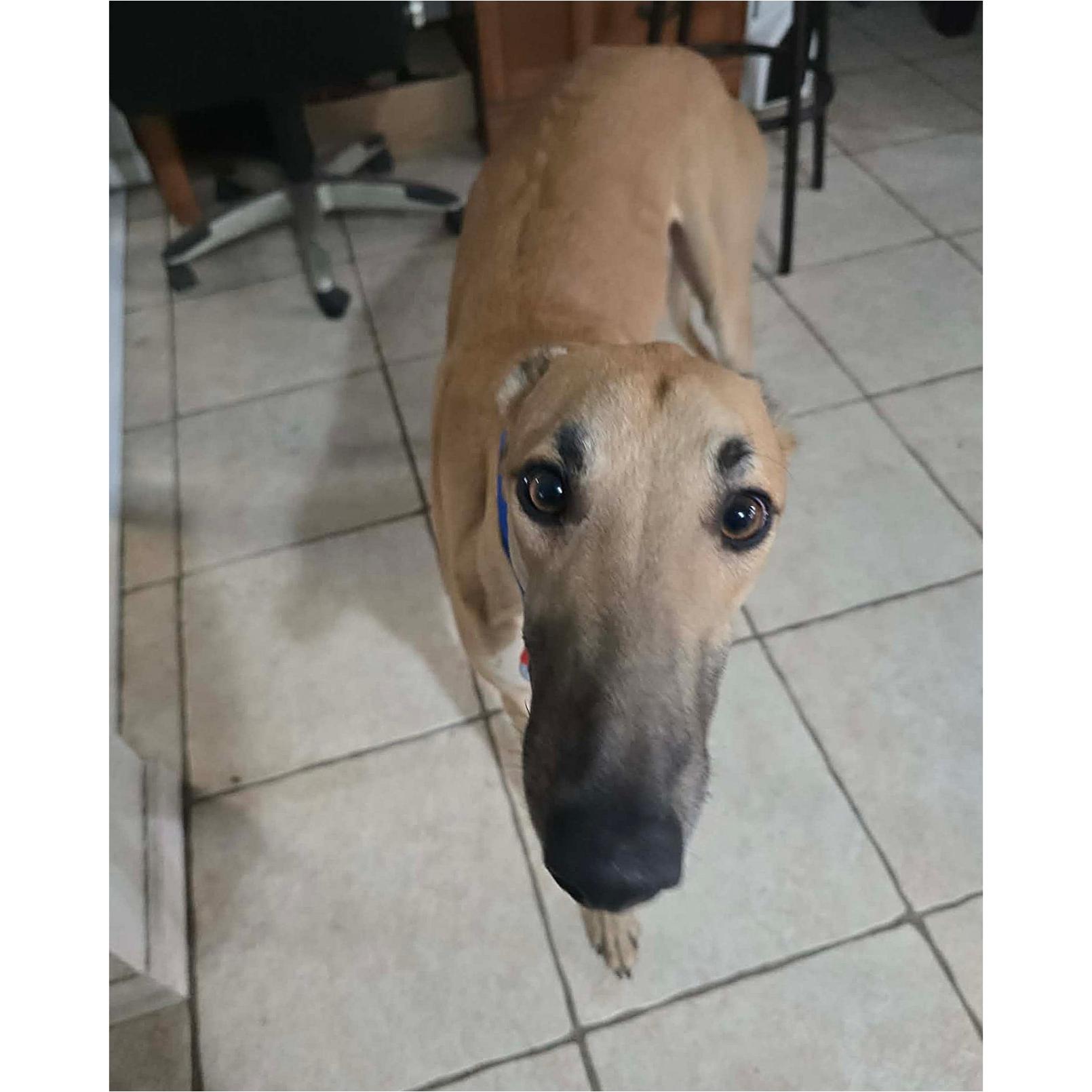 Enlarge FF Id Hit That (Smash), a Adopted Greyhound in Tarpon Springs, FL image 2/3