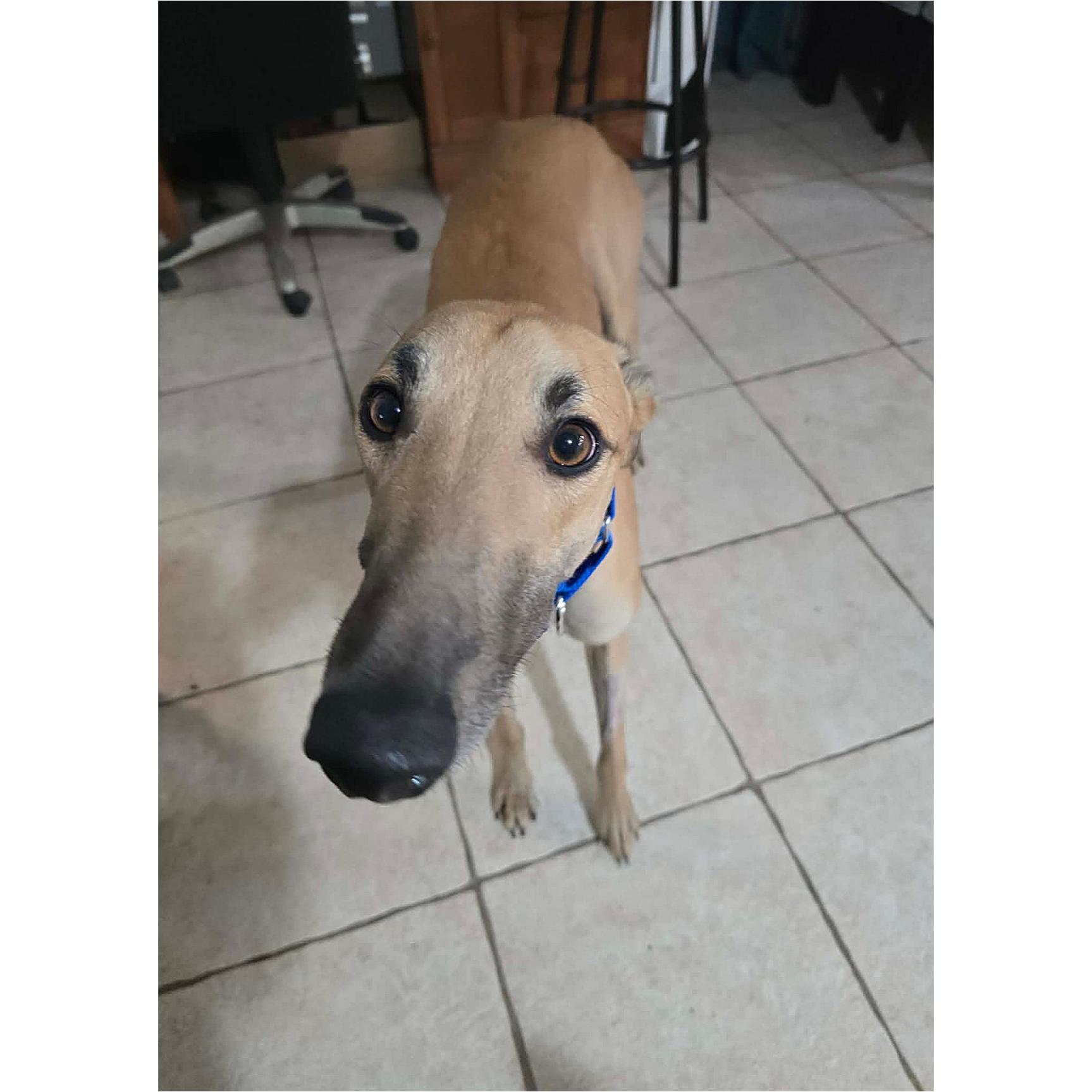 Enlarge FF Id Hit That (Smash), a Adopted Greyhound in Tarpon Springs, FL image 3/3