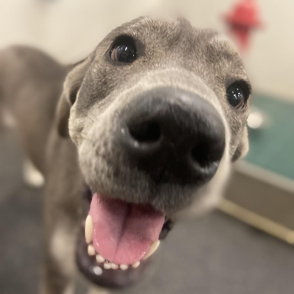 Enlarge Josie, a Adoptable mixed breed in Cordova, TN image 1/5