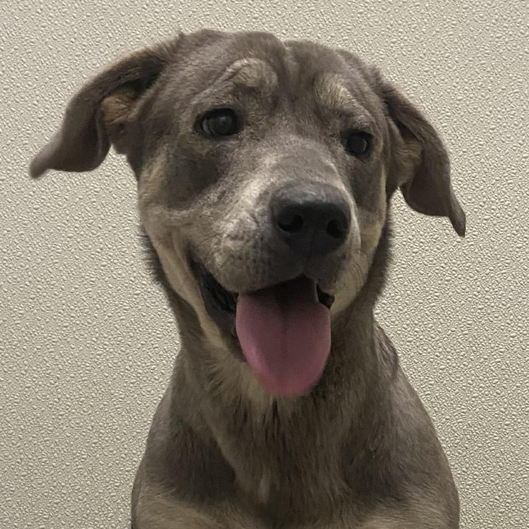 Enlarge Josie, a Adoptable mixed breed in Cordova, TN image 4/5