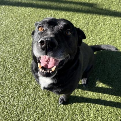 Enlarge Henry, a Adoptable mixed breed in Grapevine, TX image 2/2