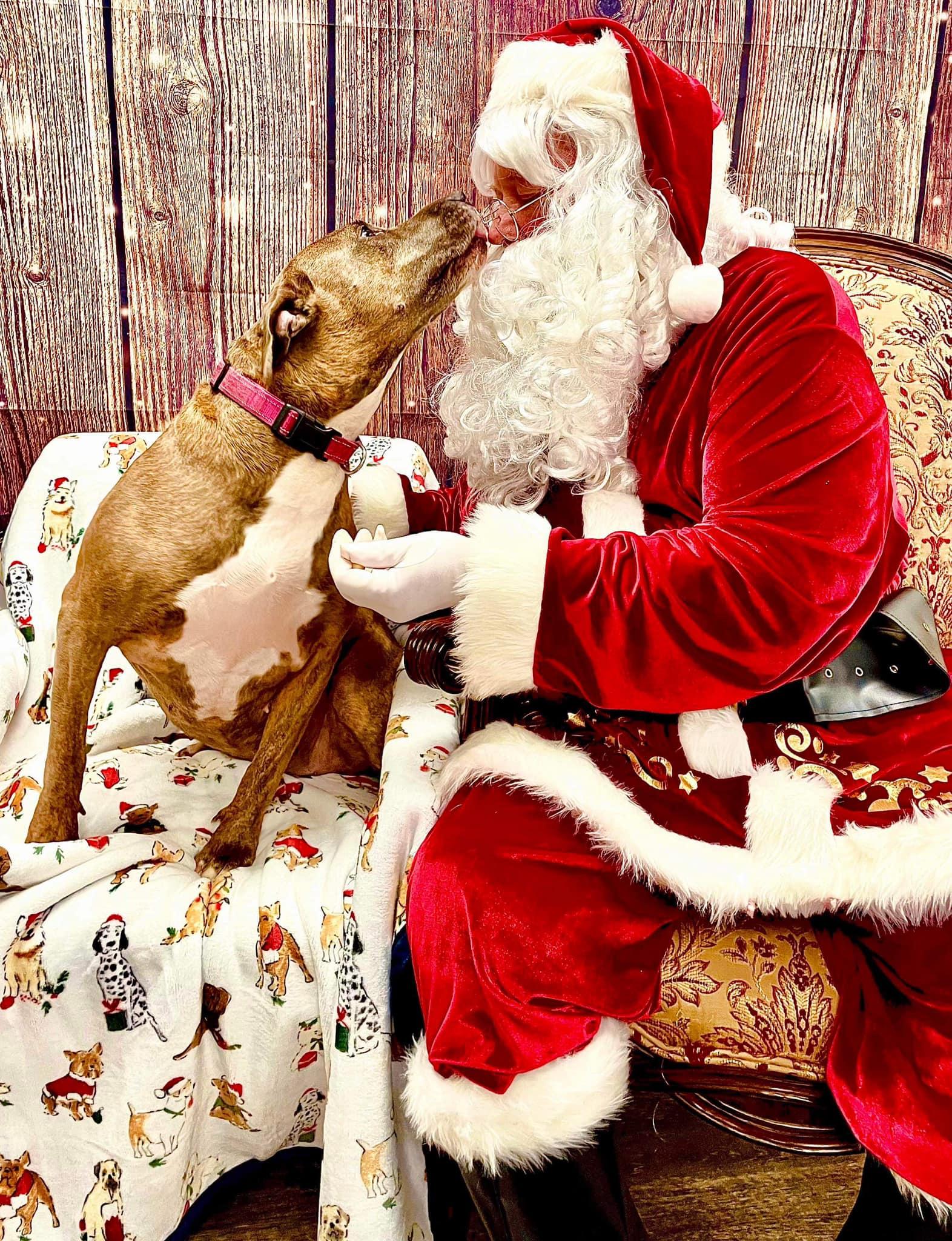 Sandy (20240813-01), an adoptable Labrador Retriever in Hamilton, ON, L8P 4Y5 | Photo Image 6