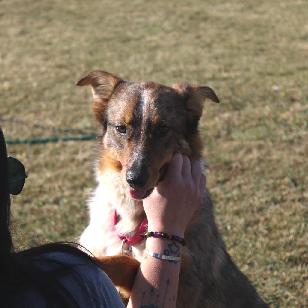 Bingo, Adoptable, Young Male Cattle Dog & Shetland Sheepdog / Sheltie.