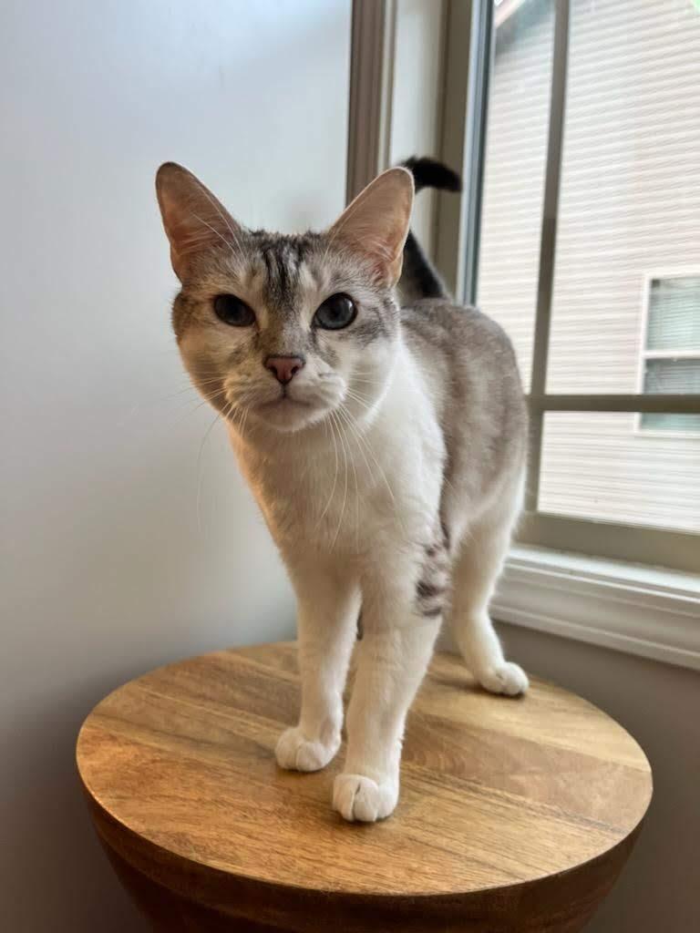 Baby Blue, Senior Female Siamese