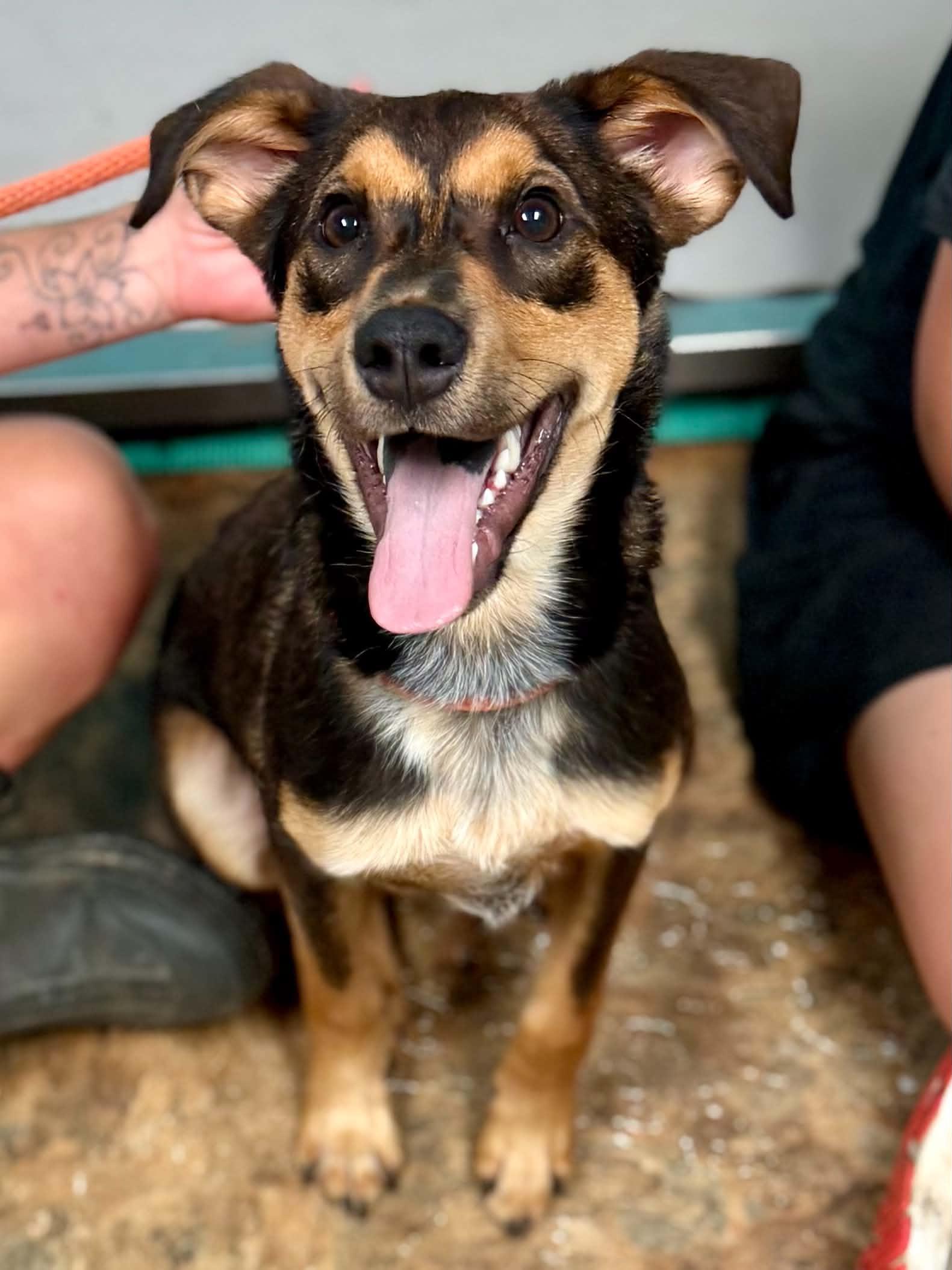 Benji, a ADOPTABLE mixed breed in Brunswick, ME image 3/3