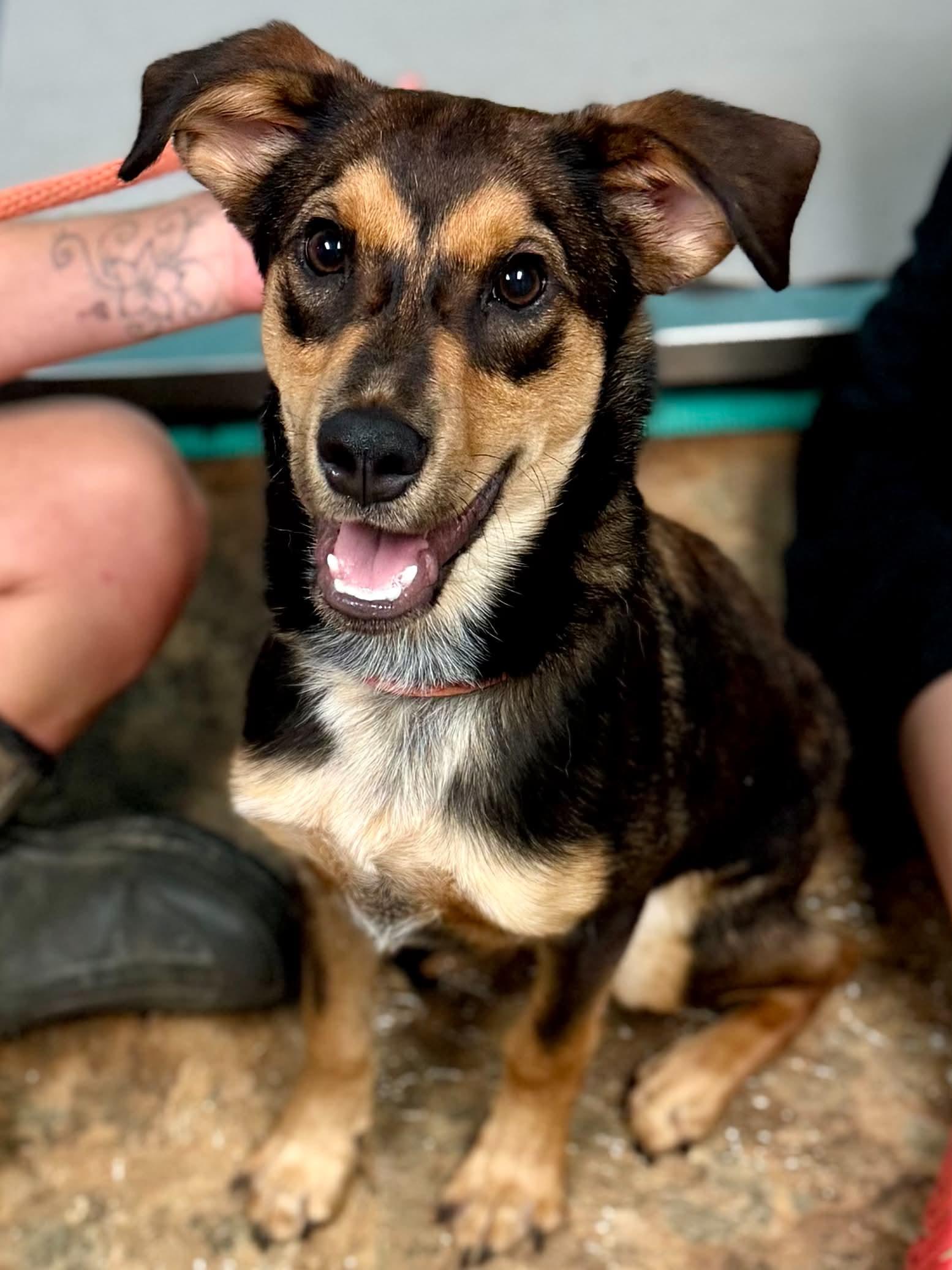 Benji, a ADOPTABLE mixed breed in Brunswick, ME image 1/3