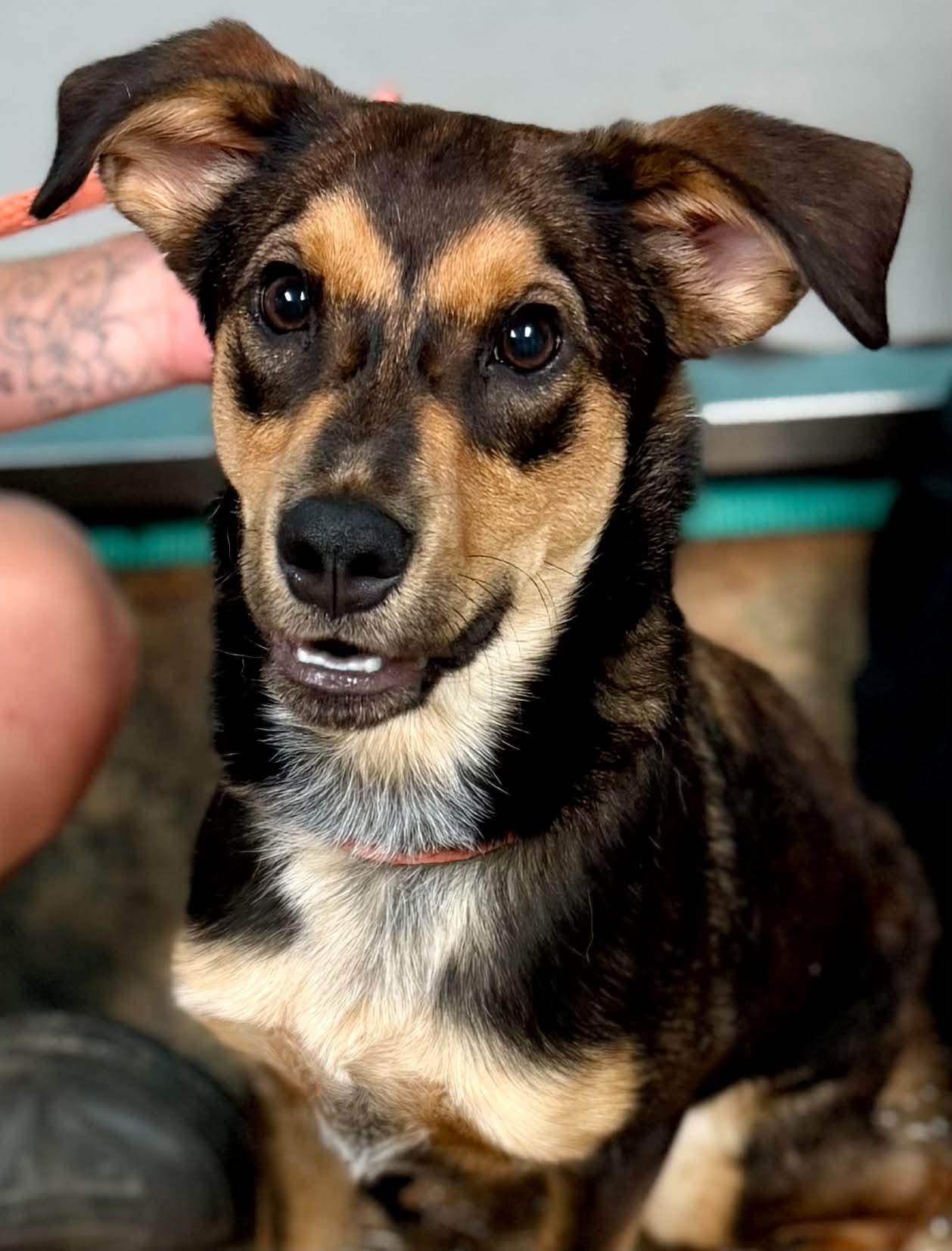 Benji, a ADOPTABLE mixed breed in Brunswick, ME image 2/3