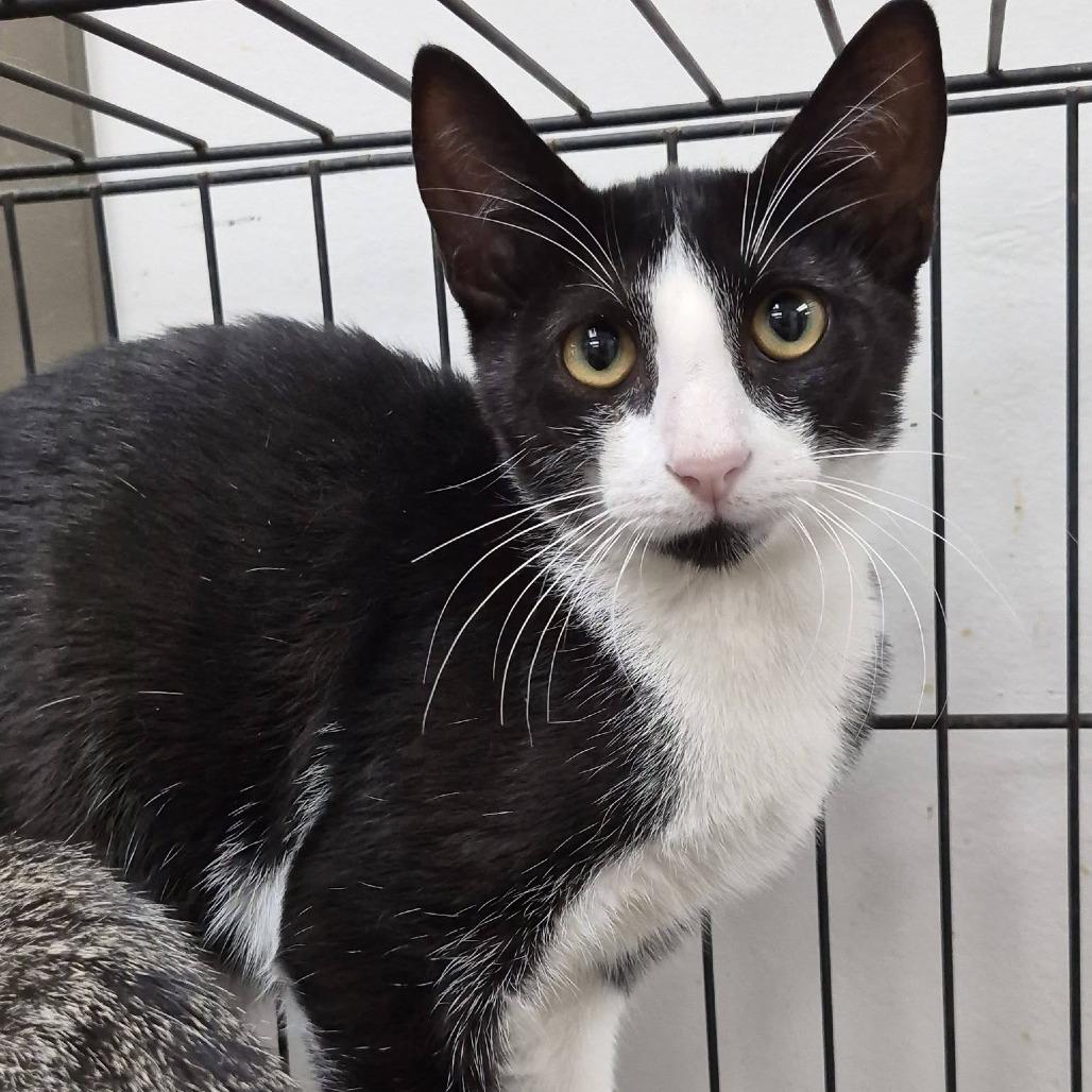 Allen, Adoptable, Young Male Domestic Short Hair.