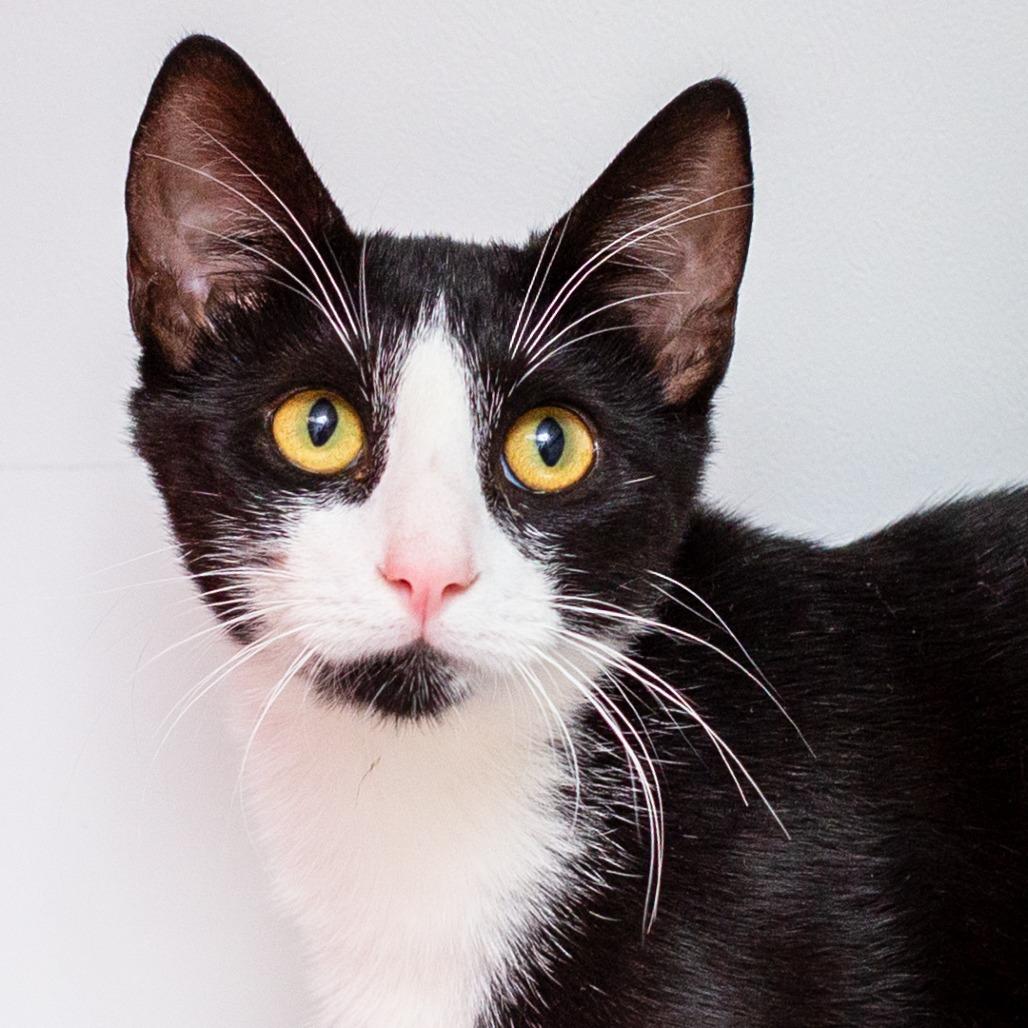 Enlarge Allen, a Adoptable Domestic Short Hair in Hattiesburg, MS image 2/2