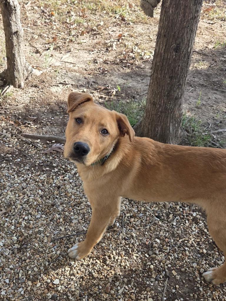 Mr Drysdale, Adopted, Young Male Australian Cattle Dog / Blue Heeler & Retriever.