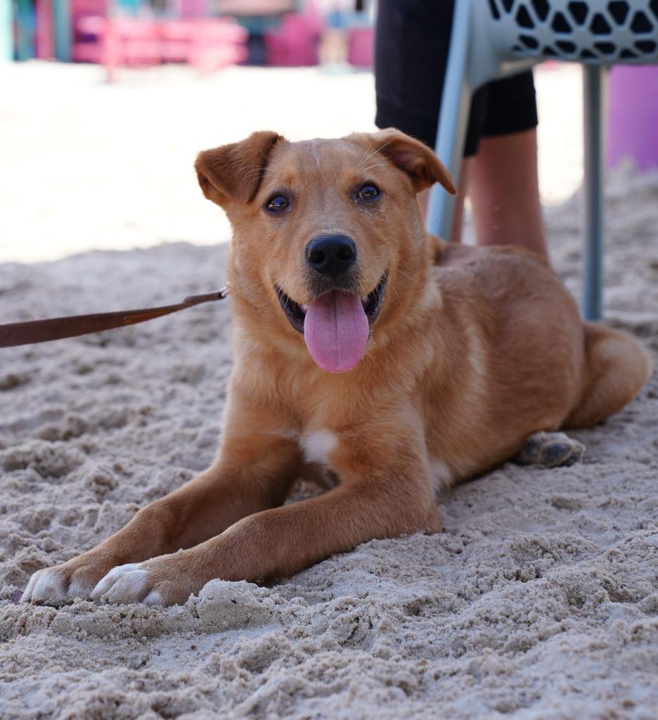 Enlarge Mr Drysdale, a Adopted mixed breed in Sunrise Beach, MO image 2/3