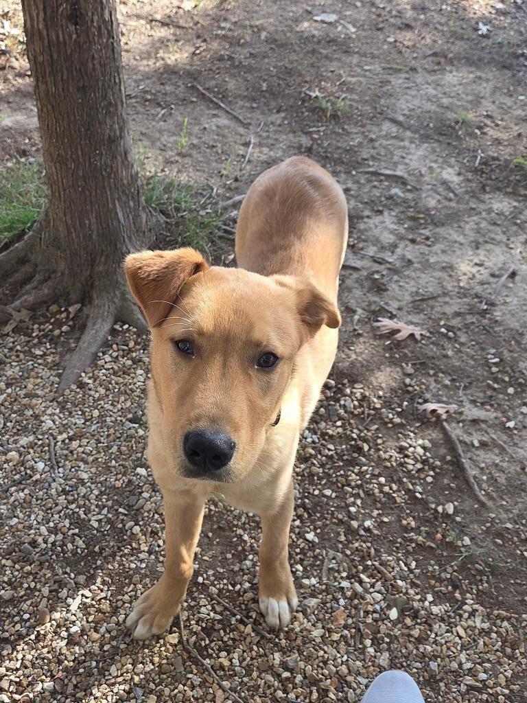 Enlarge Mr Drysdale, a Adopted mixed breed in Sunrise Beach, MO image 3/3