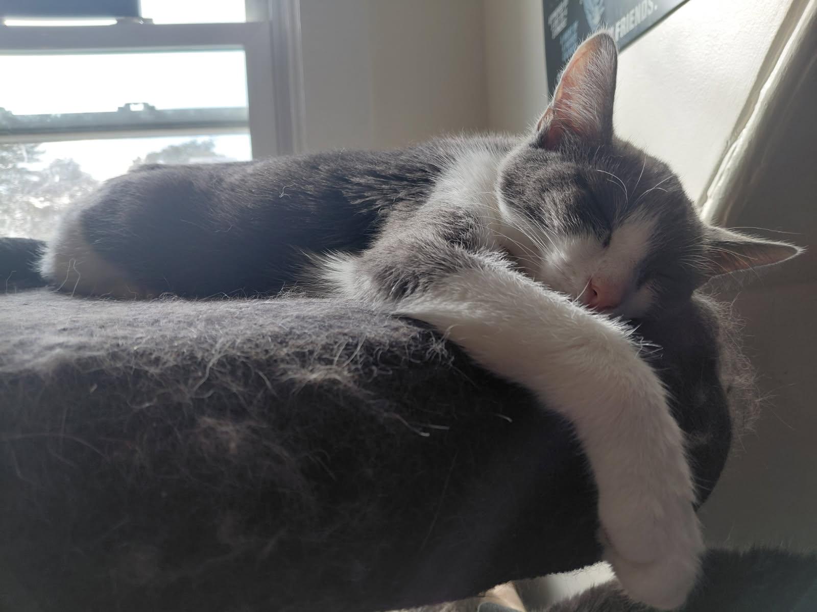 Goober (Jess-fostered in New England)