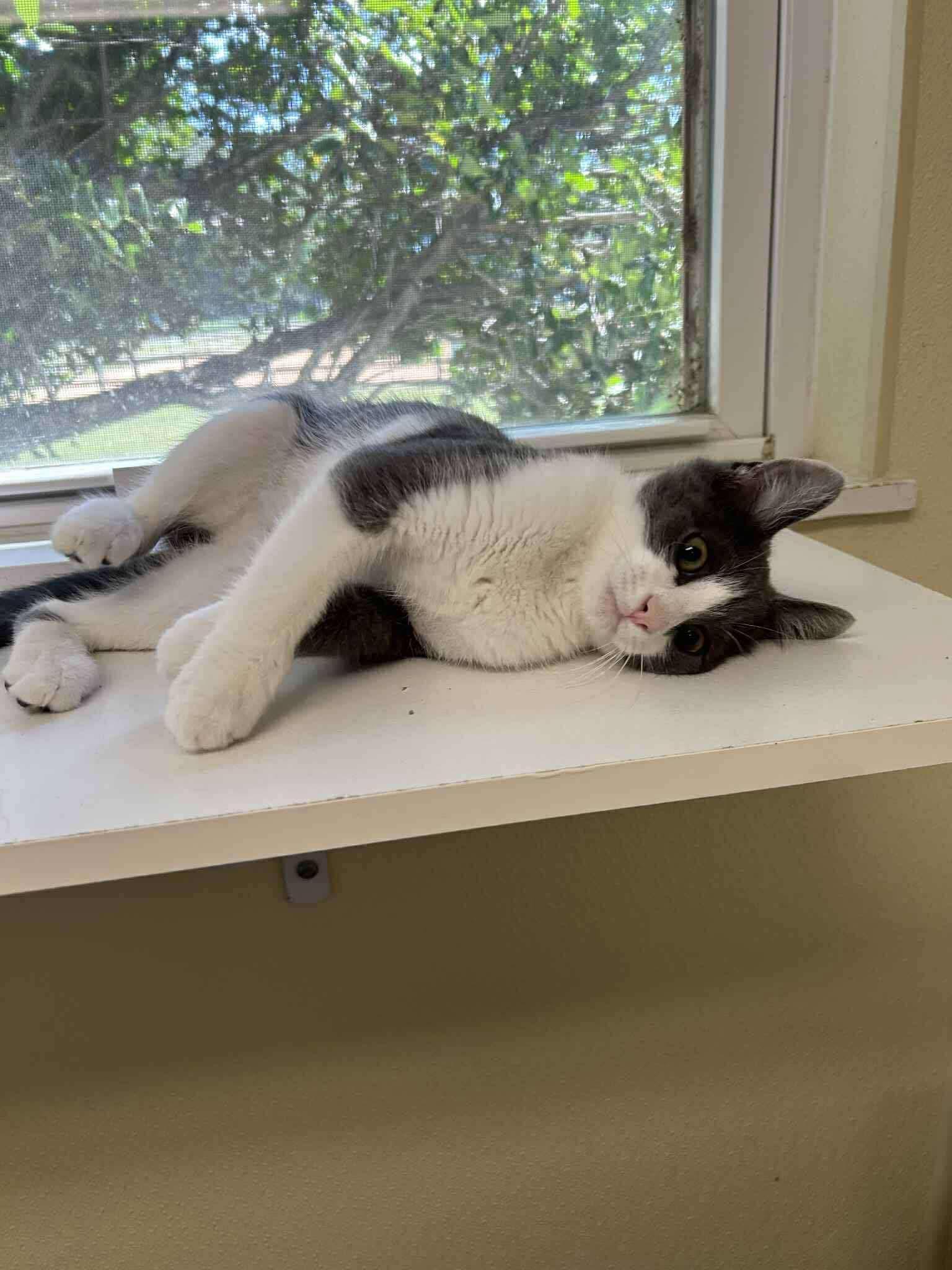 Goober (Lauren-fostered in TN) photo 2