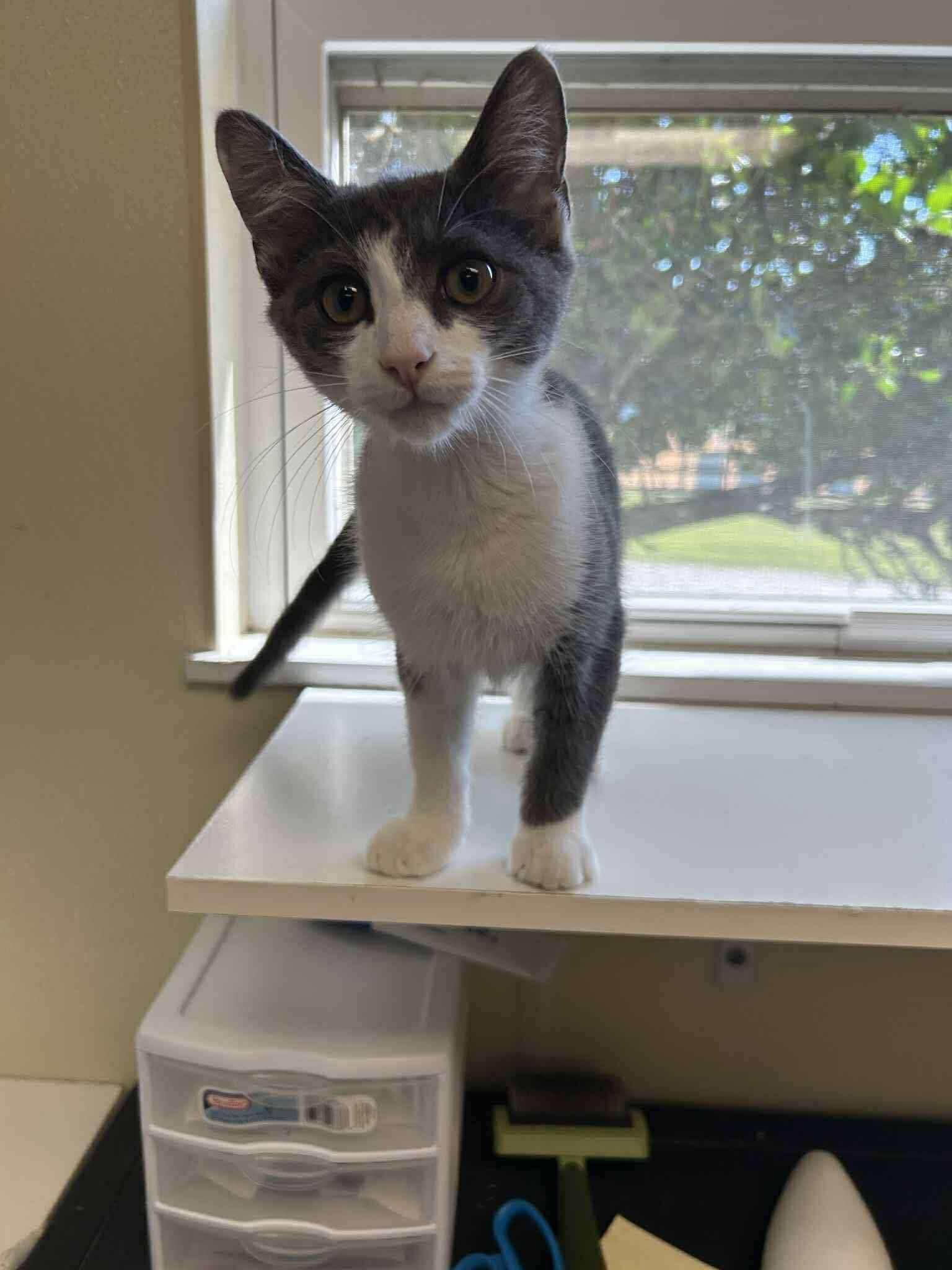 Goober (Lauren-fostered in TN) photo 3