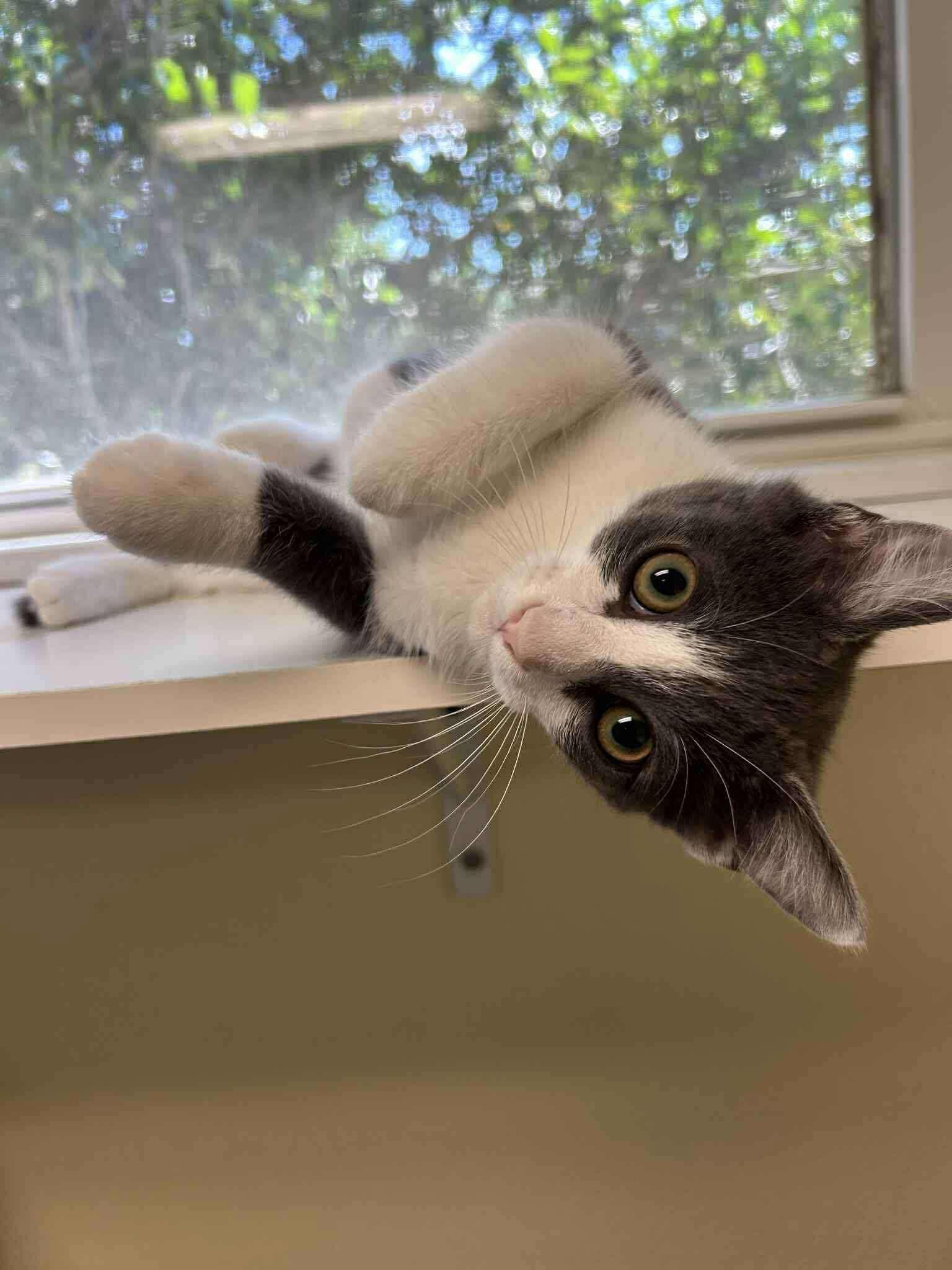 Goober (Lauren-fostered in TN) photo 4