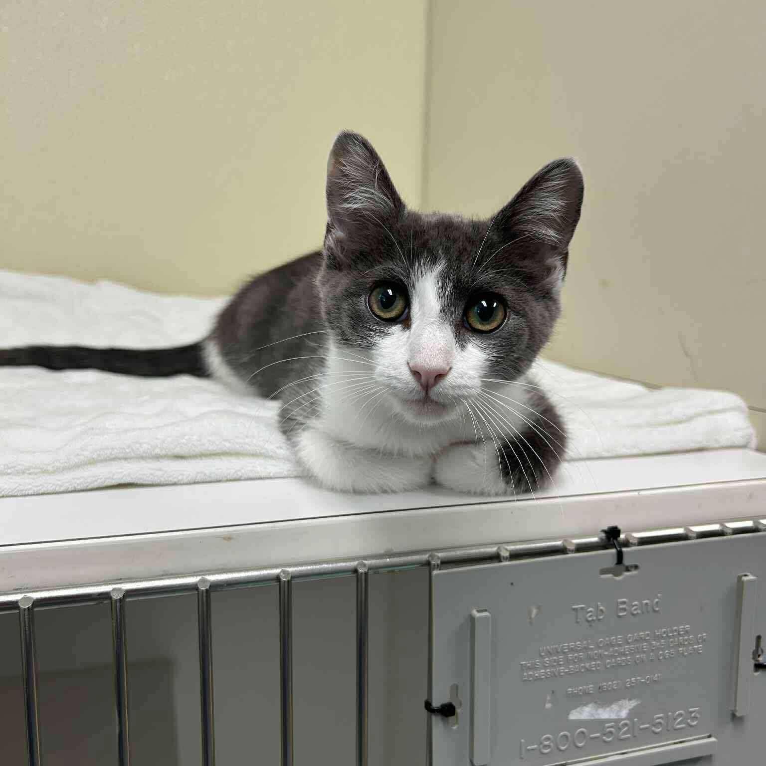 Goober (Lauren-fostered in TN), Baby Male unknown