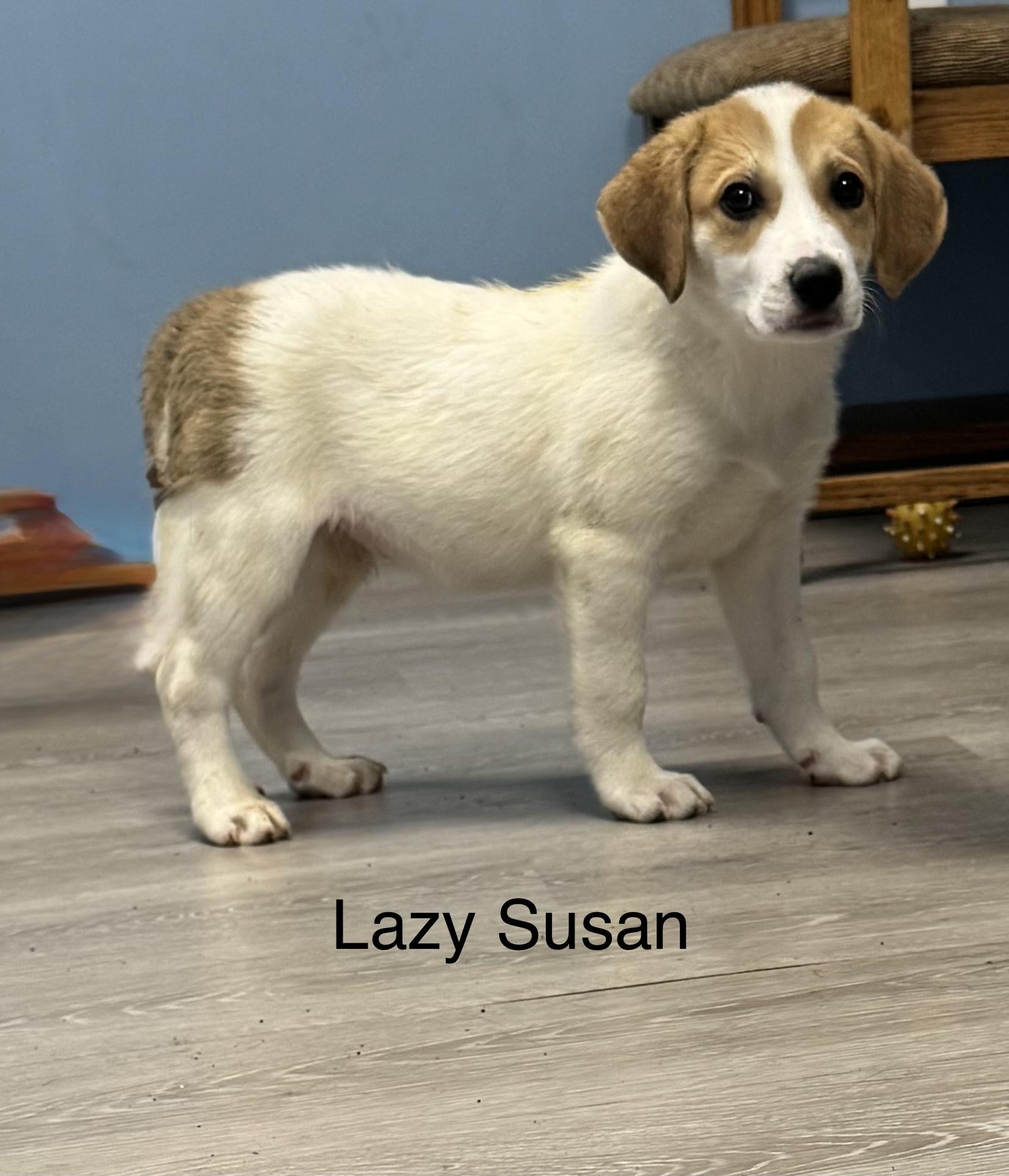 Enlarge Lazy Susan, an adopted mixed breed in Ulster, PA image 1/1