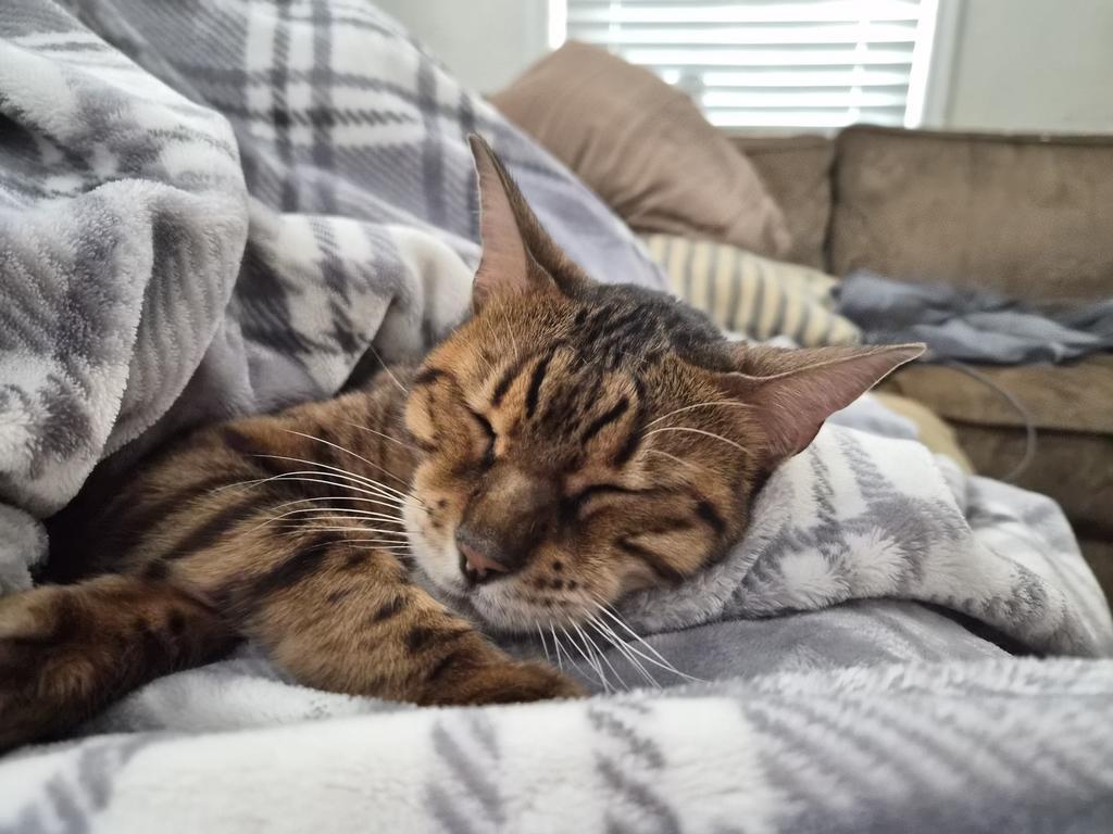 Mary Poppins, Adoptable, Adult Female Bengal.