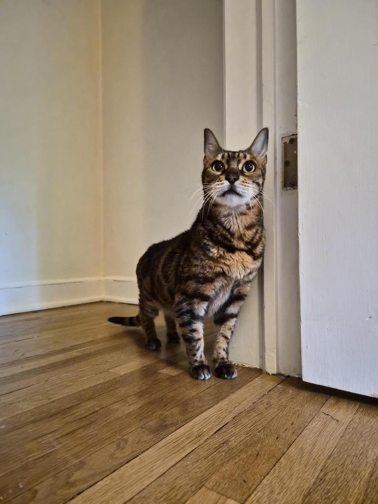 Enlarge Mary Poppins, a Adoptable Bengal in Saint Paul, MN image 2/6