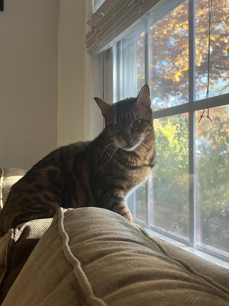 Enlarge Mary Poppins, a Adoptable Bengal in Saint Paul, MN image 3/6